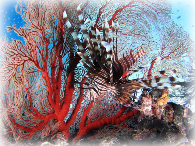 3月誕生石 サンゴ（珊瑚）